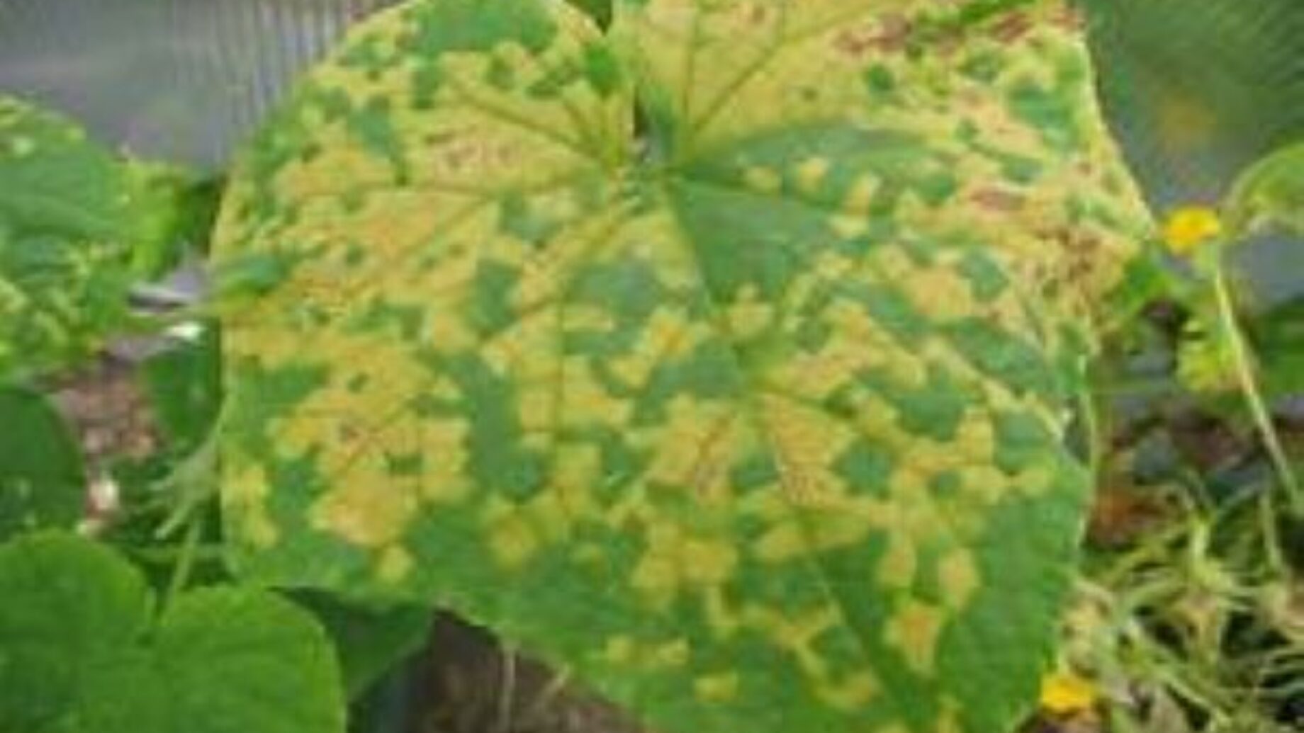 Feuille de vigne attaqué par le mildiou