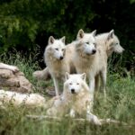 wolves-3785362_1280-1