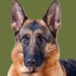 Berger-allemand-scaled-1