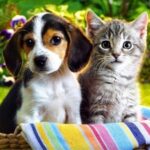 photo-de-chien-et-chat-96