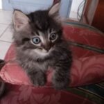 Chat